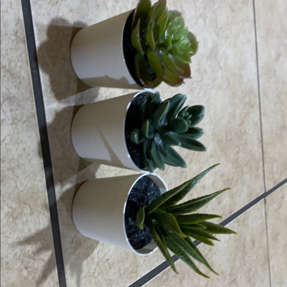 Nice succulents